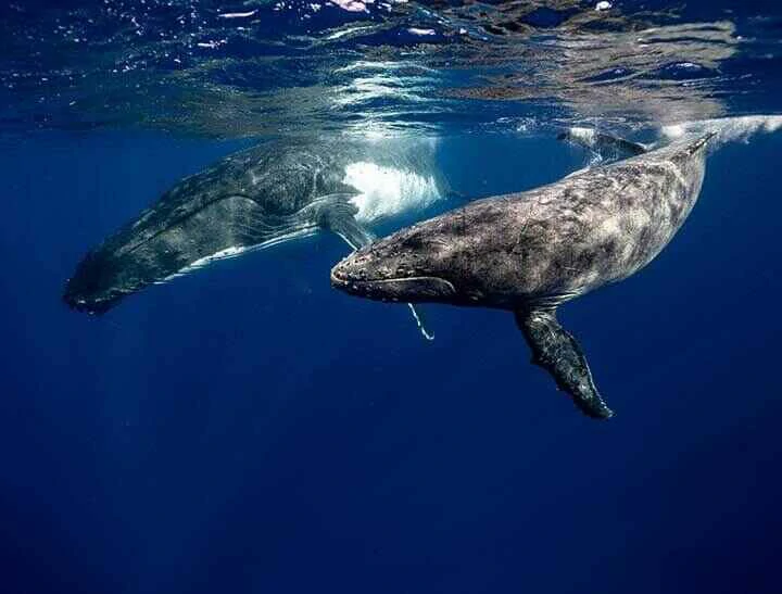 humpback whales